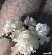 探寻白芍药的浪漫情愫 白芍药花语与爱情的深意