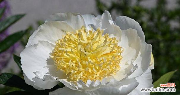 探寻白芍药的浪漫情愫 白芍药花语与爱情的深意