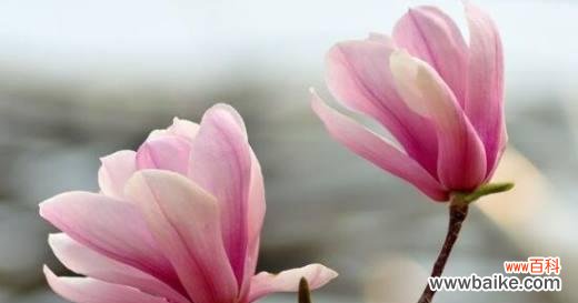 追求纯净与坚韧的美丽 白玉兰