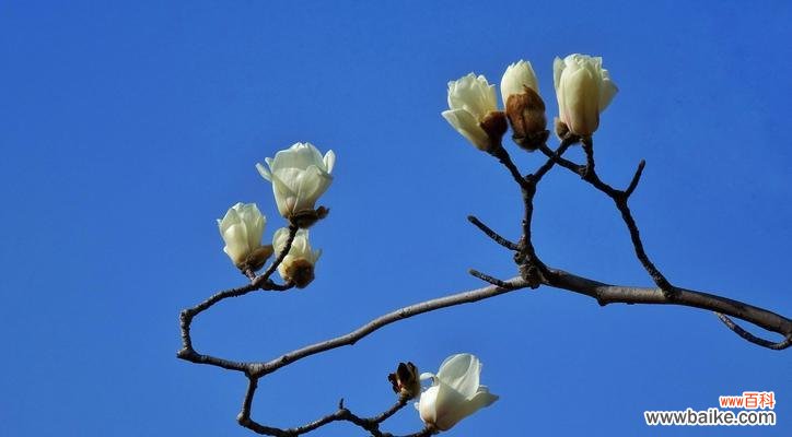 追求纯净与坚韧的美丽 白玉兰