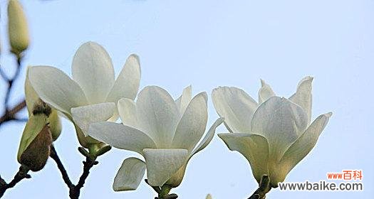 追求纯净与坚韧的美丽 白玉兰