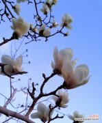 探究白玉兰的花语及其象征意义 白玉兰的花语