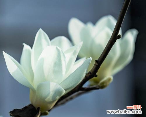 探究白玉兰的花语及其象征意义 白玉兰的花语