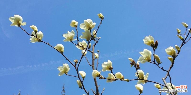 追寻坚持和希望的永恒标志 白玉兰树