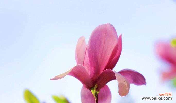 追寻坚持和希望的永恒标志 白玉兰树