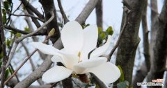 探寻白玉兰花的象征意义 白玉兰花的美丽与寓意