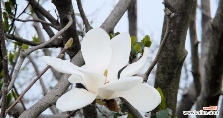 探寻白玉兰花的象征意义 白玉兰花的美丽与寓意