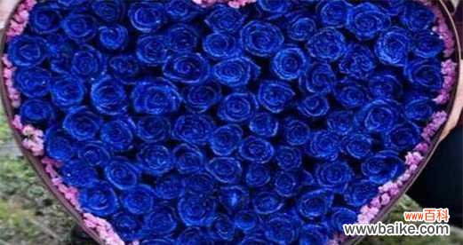 探秘蓝色玫瑰的寓意与象征 蓝色玫瑰花的花语