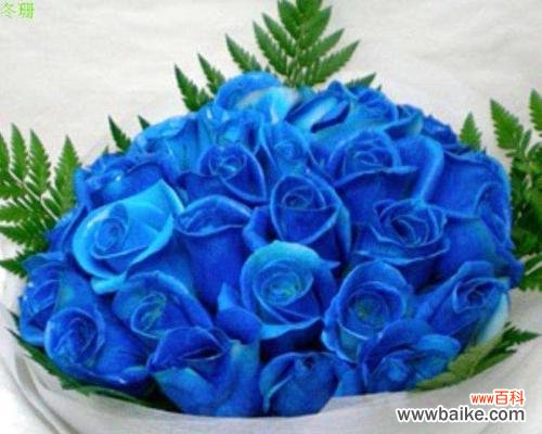 蓝色玫瑰的象征与意义 蓝色玫瑰花的花语