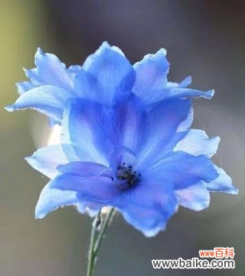 探索蓝色矢车菊的象征与内涵 蓝色矢车菊的花语和寓意