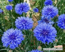 探寻蓝色矢车菊的神秘花语 蓝色矢车菊的花语