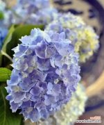 探索蓝色绣球花的寓意与象征 蓝色绣球花的花语与意义