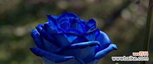 以蓝色妖姬代表的花语及其象征意义 蓝色妖姬