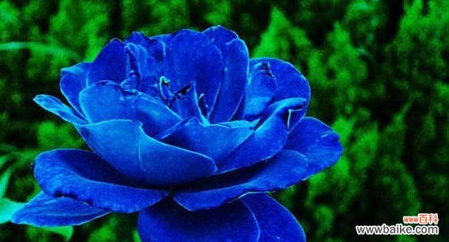 浪漫之花在暗夜中绽放的奇迹 玫瑰花蓝色妖姬