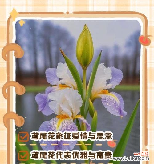 离别时爱意的花语有哪些？