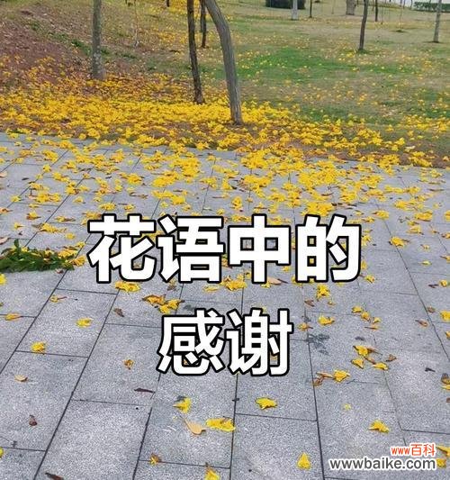 离别时爱意的花语有哪些？