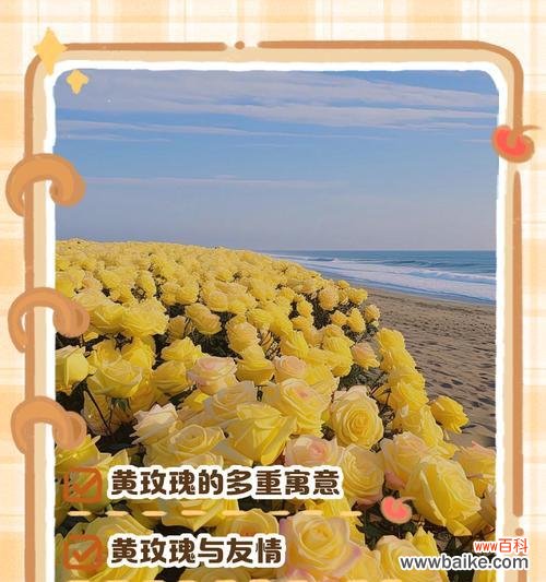 玫瑰花本身携带的花语有哪些?