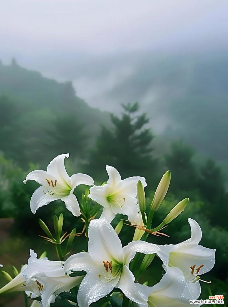 百合花语伟大的爱是什么?百合花代表的爱有何不同?