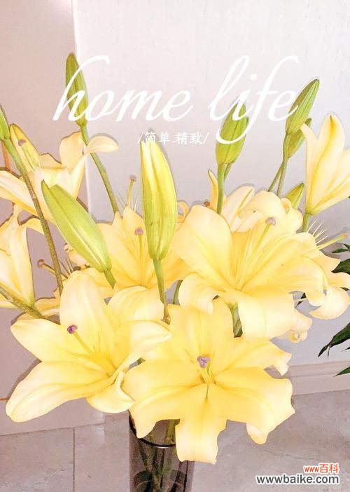 百合花语伟大的爱是什么?百合花代表的爱有何不同?