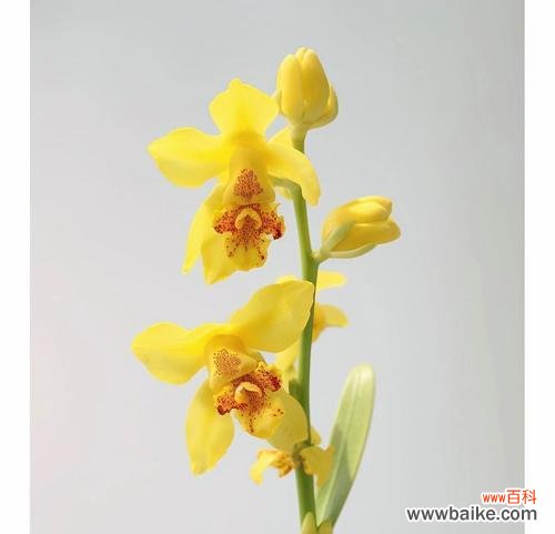 文心兰的花语有何深意?