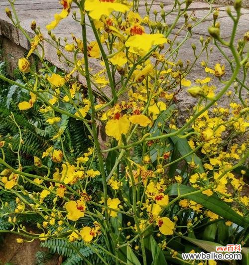 文心兰的花语有何深意?