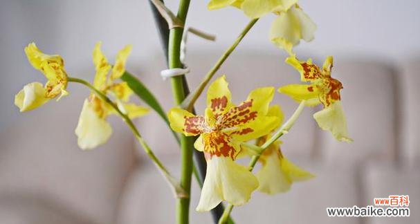 文心兰的花语有何深意?