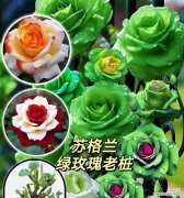 苏醒的玫瑰花语是什么？它代表了哪种情感？