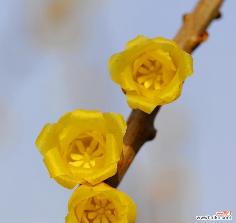 腊梅花的花语是什么？腊梅花好看吗？