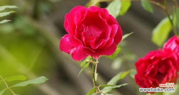 花语唯一爱人代表什么花？这种花的含义是什么？