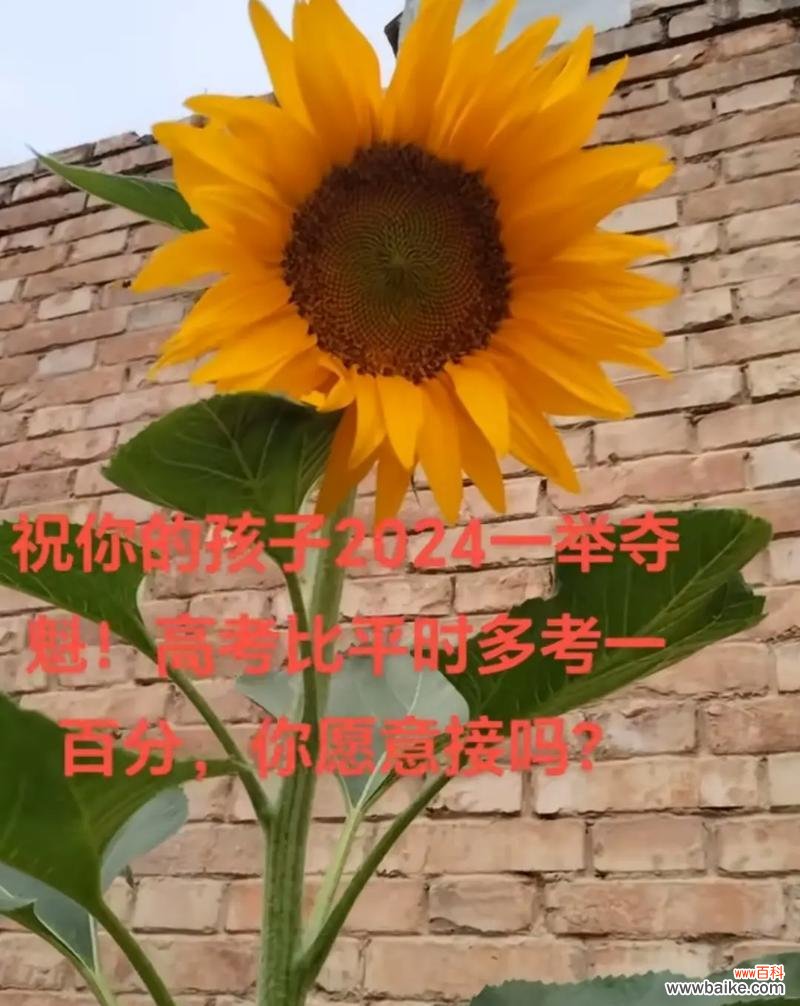 向日葵除了爱情还有哪些花语？
