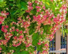 藤蔓花的花语有何深意？它代表了哪些情感？