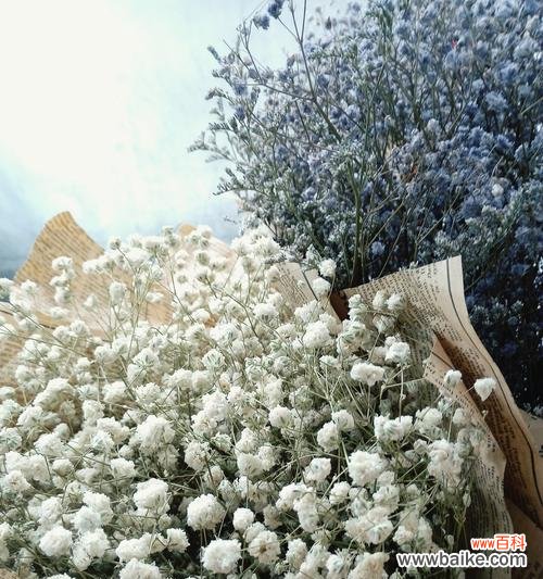 漫天星的花语具体表达什么意思？