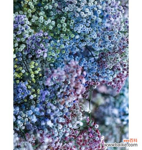 漫天星的花语具体表达什么意思？