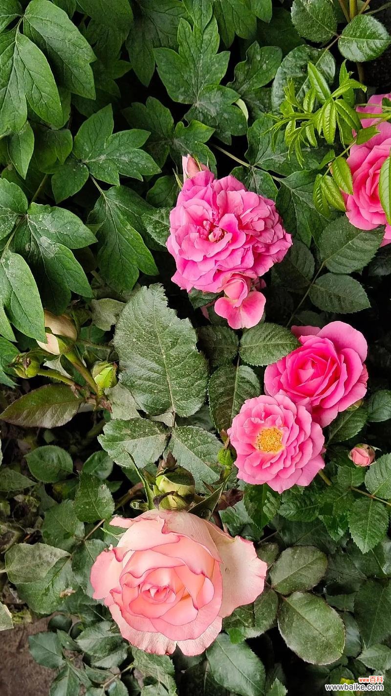 丁香茉莉的花语有哪些?丁香茉莉的寓意是什么?