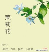 丁香茉莉的花语有哪些？丁香茉莉的寓意是什么？