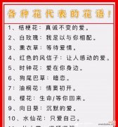 的花语是什么？这种花语代表了什么特别的意义？