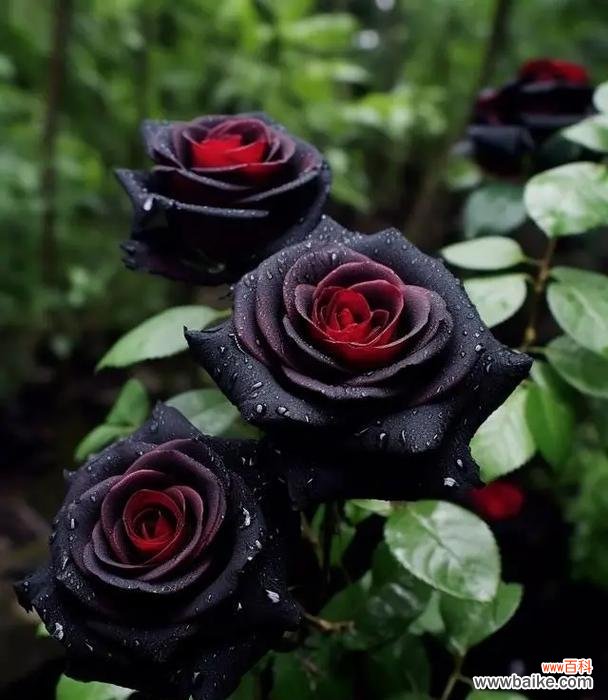 哪些花的花语表达高冷?