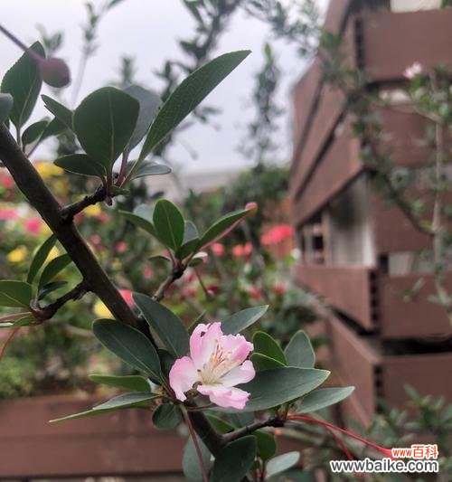 哪些花的花语表达高冷?