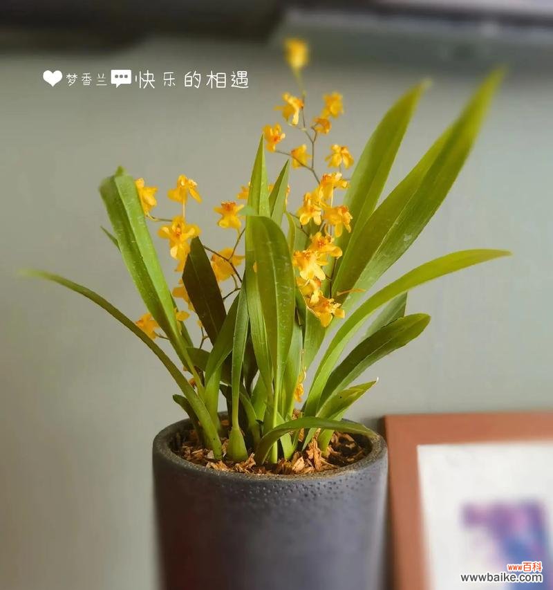 哪些花的花语表达高冷?