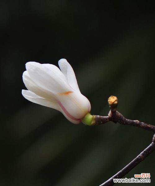 探寻白玉兰花的花语内涵,传递美丽与纯净 白玉兰花语