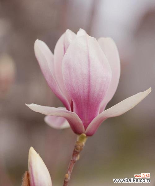 探寻白玉兰花的花语内涵,传递美丽与纯净 白玉兰花语