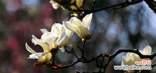 探寻白玉兰花的花语内涵,传递美丽与纯净 白玉兰花语