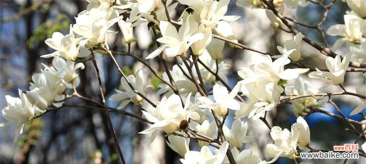 探寻白玉兰花的深层含义 白玉兰花语的含义