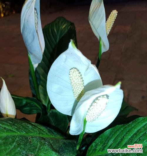 探索生活中的白掌之道 白掌寓意的探讨