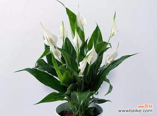 探索生活中的白掌之道 白掌寓意的探讨