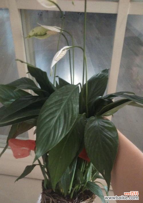 探索生活中的白掌之道 白掌寓意的探讨