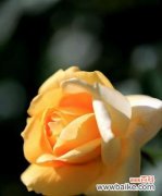 舞动的花海里，倾诉着心底的情感 白月季花语