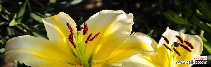 探寻百合在不同文化中的象征意义 百合