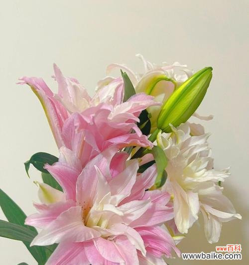 探寻百合在不同文化中的象征意义 百合