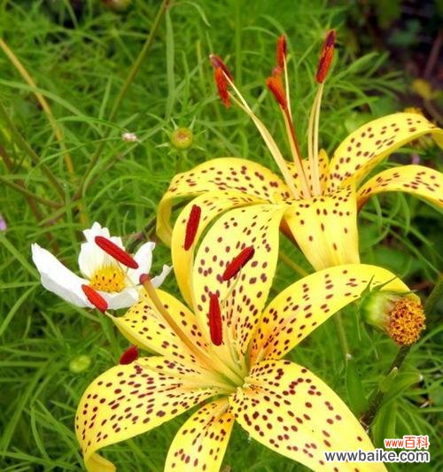 探寻百合在不同文化中的象征意义 百合